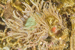 Catalaphyllia jardinei