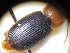 Amphasia interstitialis