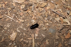 Parcoblatta americana