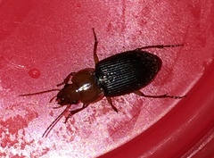 Amphasia interstitialis