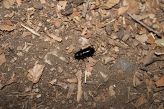 Parcoblatta americana