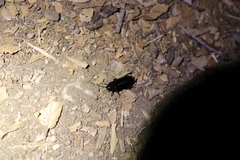 Parcoblatta americana