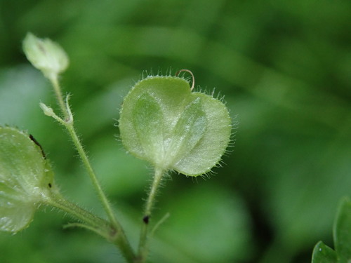 Wood Speedwell