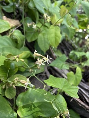 Echites agglutinatus