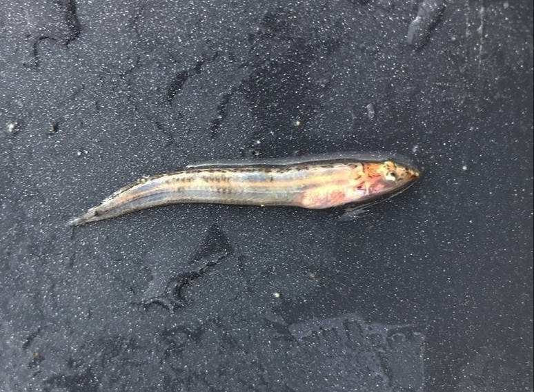 Bigjaw sand stargazer (Myxodagnus macrognathus) — Dactyloscopidae