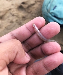 Myxodagnus macrognathus