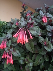 Fuchsia