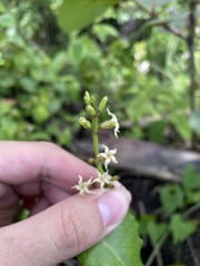 Echites agglutinatus