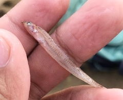 Myxodagnus macrognathus