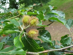 Fagus sylvatica
