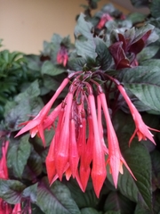 Fuchsia