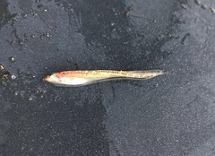 Myxodagnus macrognathus