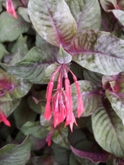 Fuchsia