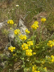 Linaria saxatilis