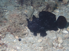 Antennarius scaber