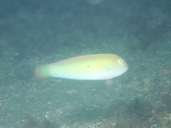 Xyrichtys splendens