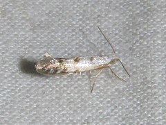 Argyresthia thuiella