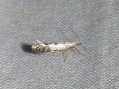 Argyresthia thuiella