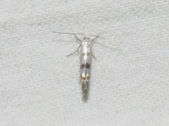 Argyresthia thuiella