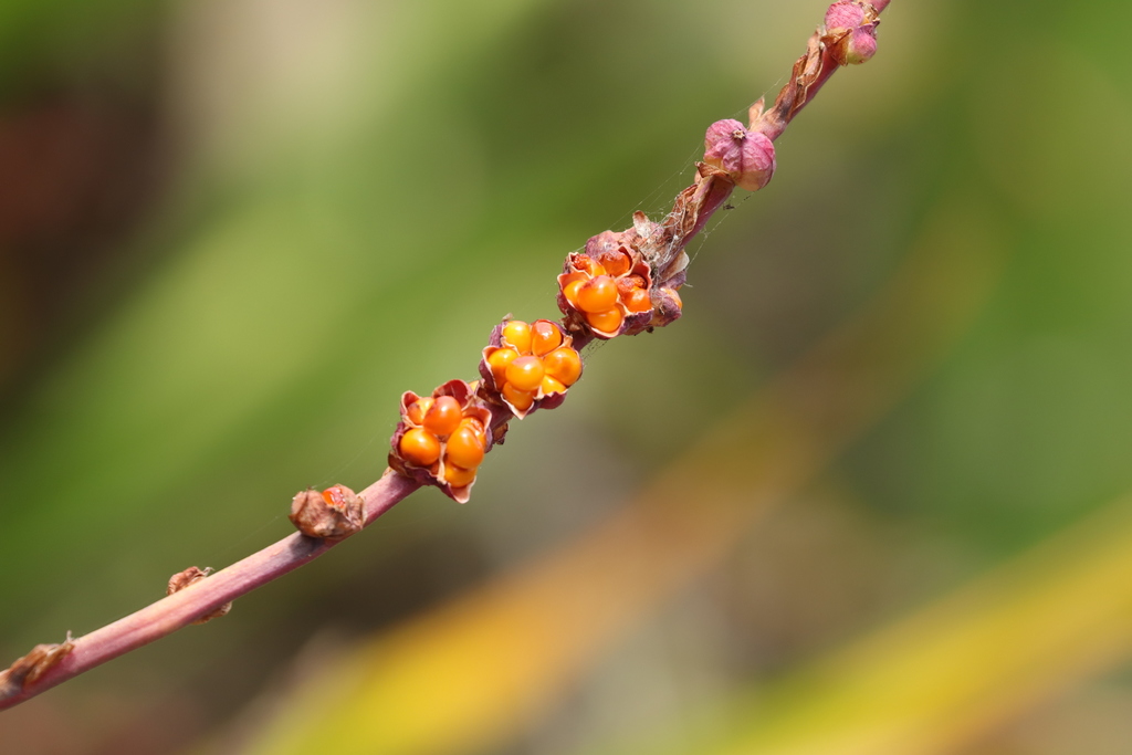 Chasmanthe floribunda, Presidio of San Francisco, San Francisco, CA, USA, by zaf2103