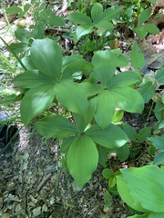 Pogonieae