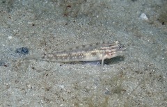 Coryphopterus glaucofraenum