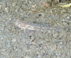 Coryphopterus glaucofraenum