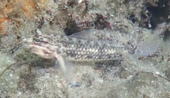 Coryphopterus dicrus