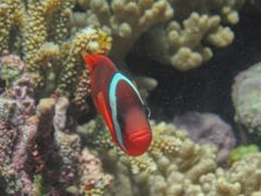 Amphiprion barberi