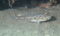 Coryphopterus glaucofraenum