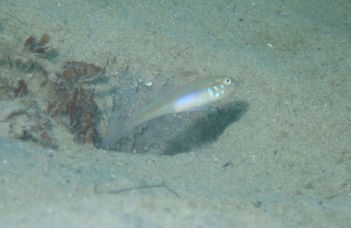 Banner goby (Microgobius microlepis) — Gobiidae — 3
