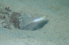 Microgobius microlepis