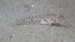 Coryphopterus glaucofraenum