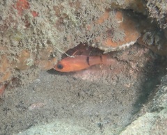 Barred Cardinalfish photo 4