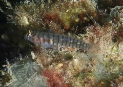 Tigrigobius macrodon