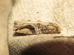 Proteoteras crescentana