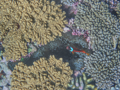 Amphiprion barberi