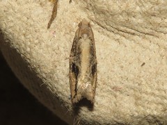 Proteoteras crescentana