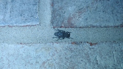 Aegomorphus modestus