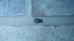 Aegomorphus modestus