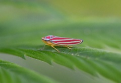 Graphocephala idonea