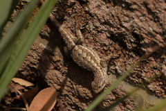 Sceloporus occidentalis