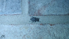 Aegomorphus modestus