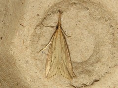 Donacaula longirostrallus