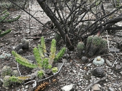 Lophophora diffusa