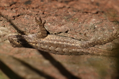 Sceloporus occidentalis