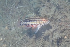 Serranus baldwini