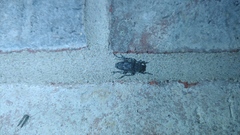 Aegomorphus modestus