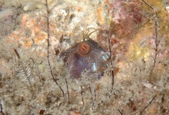 Parablennius marmoreus