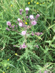Cirsium arvense